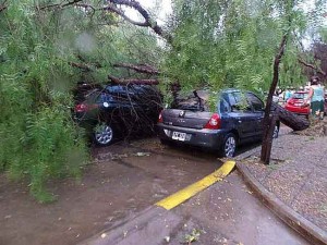 Auotomoviles afectados por la caida de árboles.