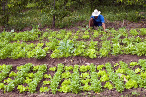 agricultura