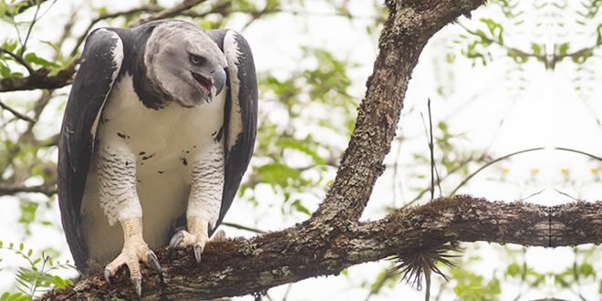 Un águila Harpía en Jujuy - El Miércoles Digital
