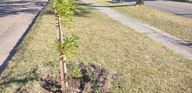 Este año quieren duplicar la cantidad de arbolado en la zona céntrica