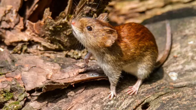 Hantavirus: Entre Ríos lidera el ránking de casos - El Miércoles Digital