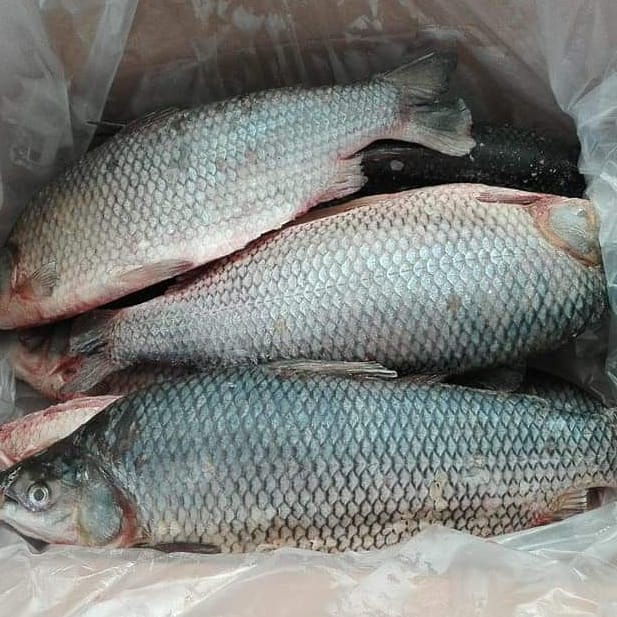 Llamativo decomiso de 8 mil kilos de pescado en tránsito ilegal por Paranacito - El Miércoles Digital