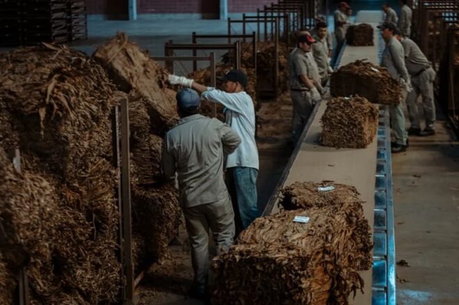 Aseguran que Misiones tendrá una cosecha tabacalera récord - El Miércoles Digital